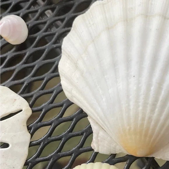 Assorted Seashell Collection Florida EastCoast Assorted Shells. 12 in all. - Picture 4 of 5